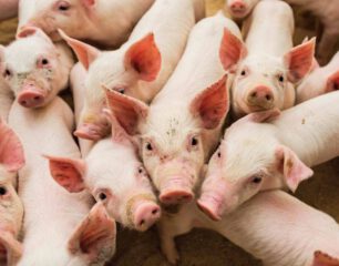 Temporary-ban-on-all-pork-products-originating-from-the-Dominican-Republic-due-to-the-outbreak-of-African-Swine-Fever.aspx_.jpg