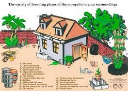 Residents-advised-to-Check-Gardens-Yards-for-Mosquito-Breeding-Habitats-after-Rainfall.aspx_.jpg