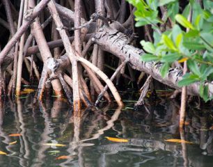 Ministry-VROMI-Commences-with-Pruning-of-Mangrove-Trees-on-Wednesday.aspx_.jpg