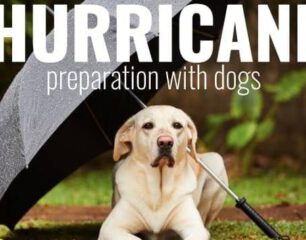 ODM-Your-pets-and-livestock-also-need-to-be-a-part-of-Hurricane-Season-Planning.aspx_.jpg
