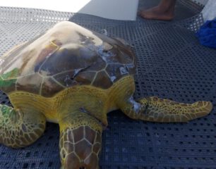 Green Sea Turtle Struck by Vessel in Great Bay 2