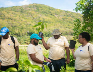 Photo 2 - Members of Republic Bank’s staff planting trees at the Marquis Estate in Babonneau, St. Lucia.