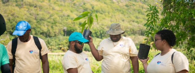 Photo 2 - Members of Republic Bank’s staff planting trees at the Marquis Estate in Babonneau, St. Lucia.