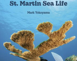 St. Martin Sea Life