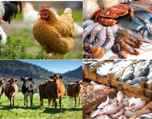 Agriculture20Livestock20Fisheries20-20Edited.png