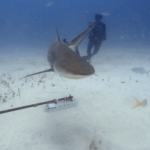 Caribbean Reef Shark with Diver- Credit SXM Divers 2
