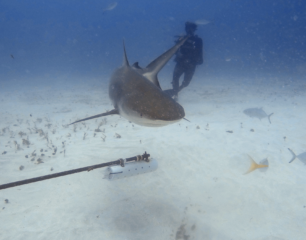 Caribbean Reef Shark with Diver- Credit SXM Divers 2