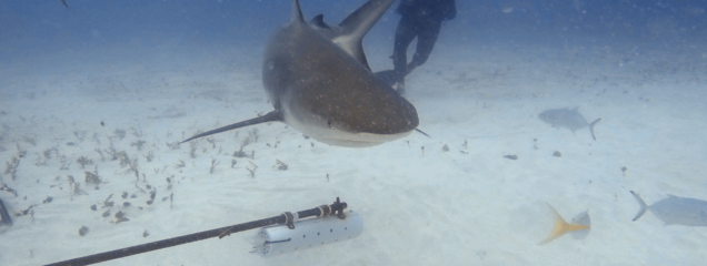 Caribbean Reef Shark with Diver- Credit SXM Divers 2