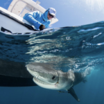 Premios Verdes Recognizes Caribbean Marine Conservation Initiative Among Regional Projects Advancing Environmental and Social Impact
