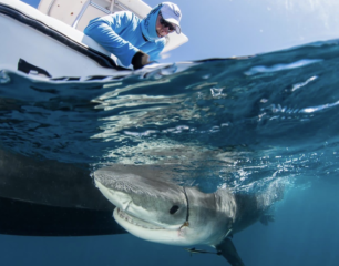 Premios Verdes Recognizes Caribbean Marine Conservation Initiative Among Regional Projects Advancing Environmental and Social Impact