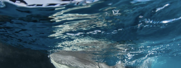 Premios Verdes Recognizes Caribbean Marine Conservation Initiative Among Regional Projects Advancing Environmental and Social Impact